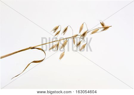 one spikelet of oats on a white background