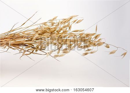 bunch of ears of oats on a white background