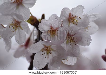 Japanese White Cherry Blossoms With Rain Drops