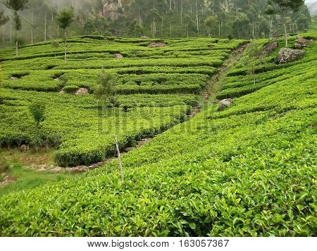 View of a tea field at Haputale in Sri-Lanka