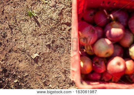 Italian Typical Apples In A Box