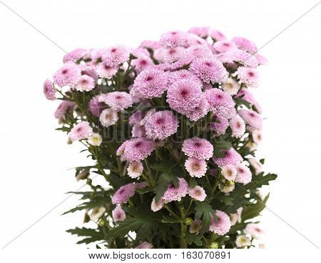 Pink Spray Chrysanthemum With Darker Centers