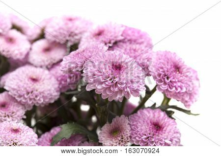 Pink Spray Chrysanthemum With Darker Centers