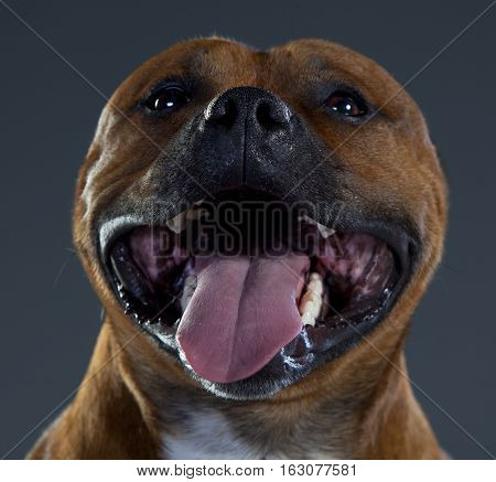 Happy brown and white staffordshire dog in studio smiling