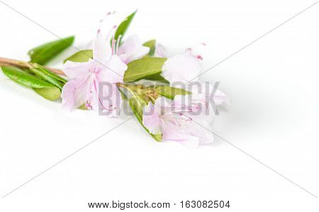Purple rhododendron flowers Labrador tea or ledum on white background. Romantic floral border for valentines day . Macro.