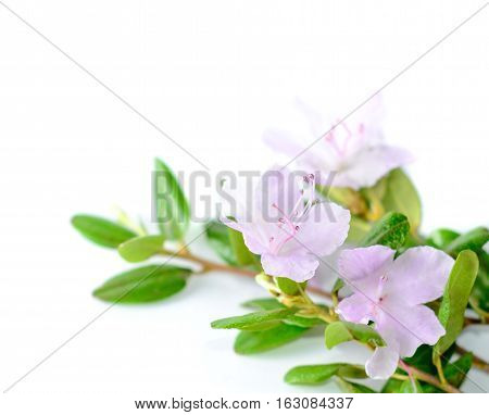 Purple rhododendron flowers Labrador tea or ledum on white background. Romantic floral border for valentines day . Macro.