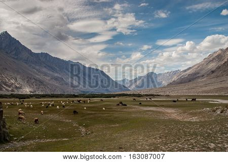 Plains in the nubra valley in Ladakh India