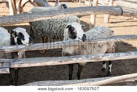 Flock of sheep of different suits in a pen for livestock preparing to go out to pasture. Breeding animals on the farm.