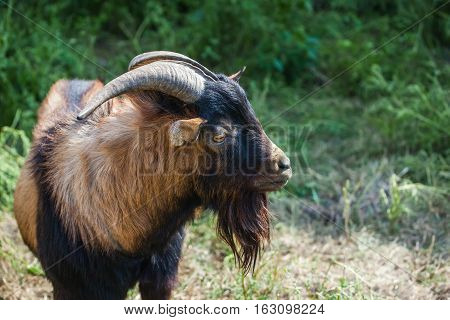 Adult big red color horned goat with long beard chewing grass walking on summer pasture clear day. Breeding livestock.