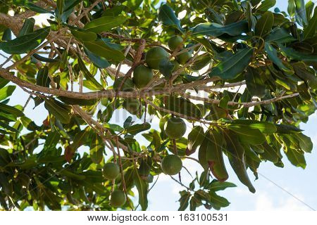 Macadamia nuts on the evergreen tree macadamia plantation - expensive fat nuts