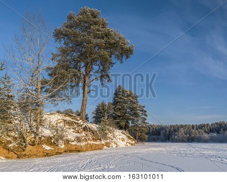 Pine tree with bare roots over frozen river in sunny cold winter day