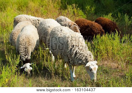 In the morning a flock of sheep out of corral for the cattle in the pasture.Breeding animals on the farm.