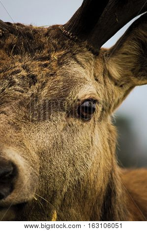 Close up of red deer stag, Calke Abbey