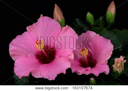 Close-up of rosa sinensis hibiscus flower. Photography of nature.