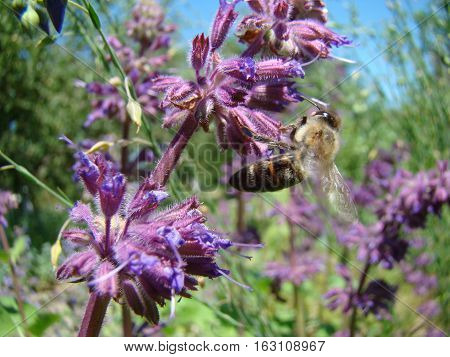 Salvia officinalis is a large genus of perennial herbaceous plants and shrubs