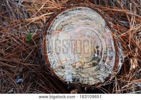 right tree stump age rings mama humps cutting