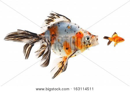 Goldfish big fish hunting for small fish on a white background