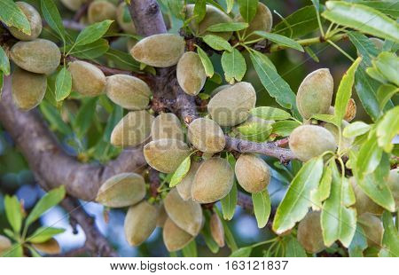 Green almonds ripening on an almond tree