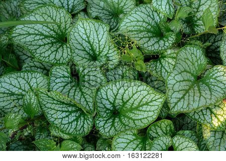 Brunner leaves. In the spring garden. Texture and background.