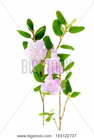 Purple rhododendron flowers Labrador tea or ledum isolated on white background. Close up.