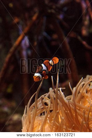 Clownfish, Amphiprioninae, in a marine fish and reef aquarium, staying close to its host anemone