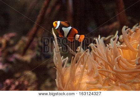 Clownfish, Amphiprioninae, in a marine fish and reef aquarium, staying close to its host anemone