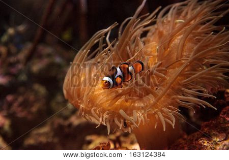 Clownfish, Amphiprioninae, in a marine fish and reef aquarium, staying close to its host anemone