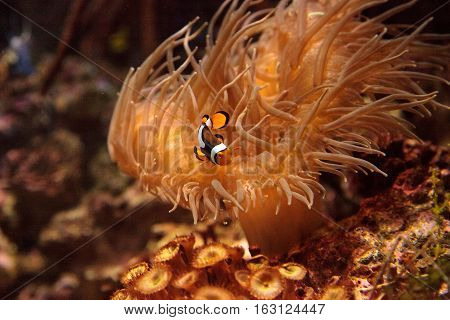 Clownfish, Amphiprioninae, in a marine fish and reef aquarium, staying close to its host anemone