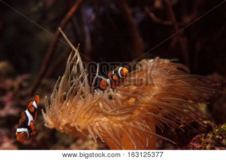 Clownfish, Amphiprioninae, in a marine fish and reef aquarium, staying close to its host anemone
