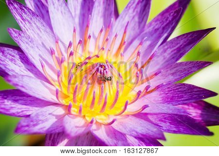 Beautiful Purple water lilly or Lotus with bee