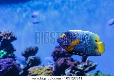 Blue faced angelfish Pomacanthus xanthometopon in a coral reef.