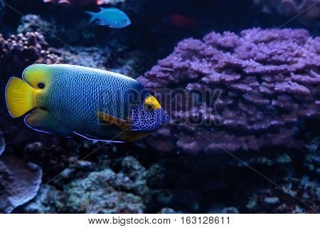 Blue faced angelfish Pomacanthus xanthometopon in a coral reef.