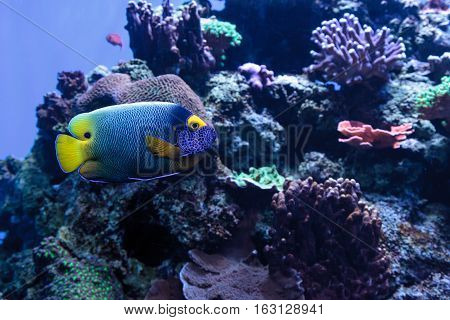 Blue faced angelfish Pomacanthus xanthometopon in a coral reef.