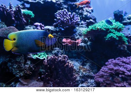 Blue faced angelfish Pomacanthus xanthometopon in a coral reef.