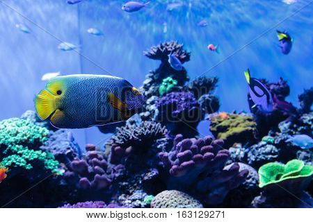 Blue faced angelfish Pomacanthus xanthometopon in a coral reef.