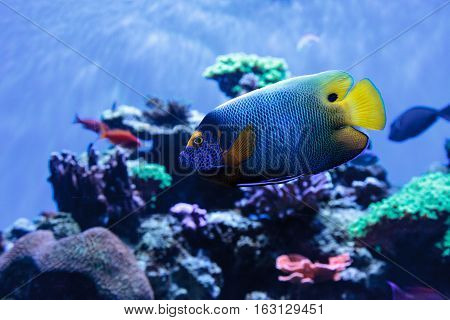 Blue faced angelfish Pomacanthus xanthometopon in a coral reef.