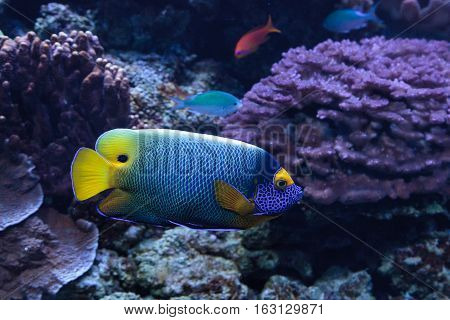 Blue faced angelfish Pomacanthus xanthometopon in a coral reef.