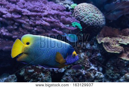 Blue faced angelfish Pomacanthus xanthometopon in a coral reef.