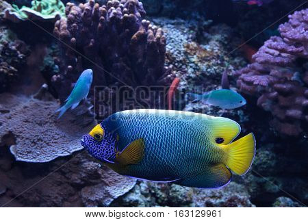 Blue faced angelfish Pomacanthus xanthometopon in a coral reef.