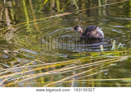 Dabckick (tachybaptus Ruficollis)