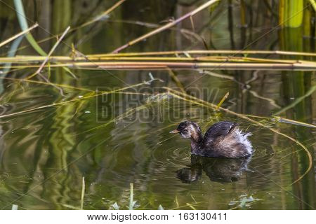 Dabckick (tachybaptus Ruficollis)