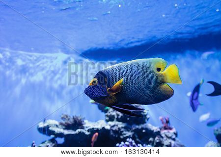 Blue faced angelfish Pomacanthus xanthometopon in a coral reef.