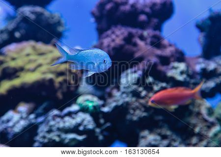 Blue Green chomis fish, Chromis viridis, has a pale green color and is found on the reef