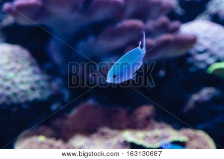 Blue Green chomis fish, Chromis viridis, has a pale green color and is found on the reef