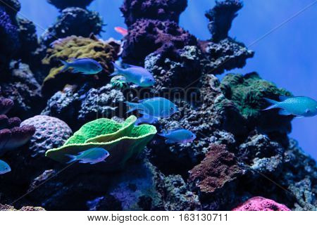 Blue Green chomis fish, Chromis viridis, has a pale green color and is found on the reef