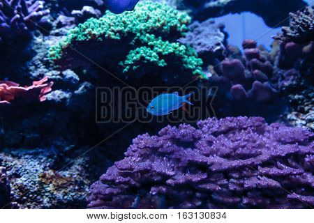 Blue Green chomis fish, Chromis viridis, has a pale green color and is found on the reef
