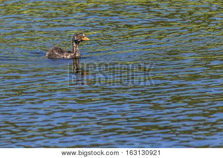 Dabckick (tachybaptus Ruficollis)