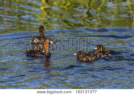 Dabckick (tachybaptus Ruficollis)