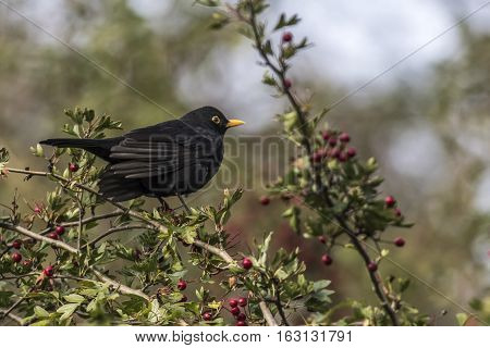 Blackbird (turdus Merula)