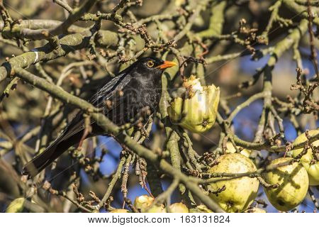 Blackbird (turdus Merula)